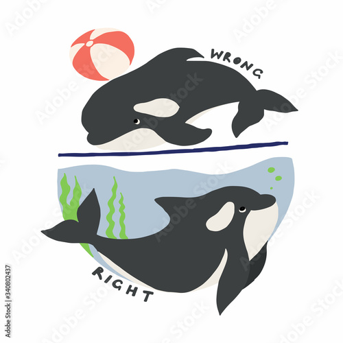 Cute flat killer whale drawing. Adorable little cartoon orca vector illustration. Childish rare animal in wild ocean. Save orcas, do not use dolphinarium, stop whale show , care about nature concept.