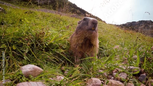 Closeup of a groundhog poking its head out of the burrow