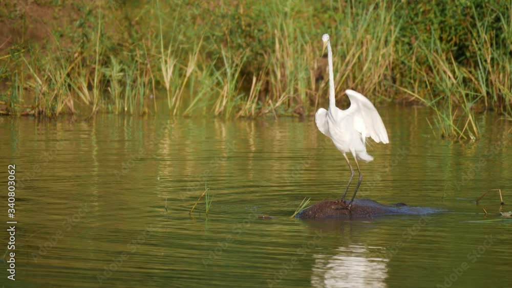 water buffalo and crane coexisting together in sri lanka water buffalo and crane coexisting together in sri lanka