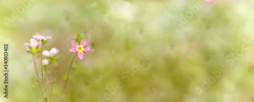 panoramic view of rock jasmine on colorful green bokeh background.