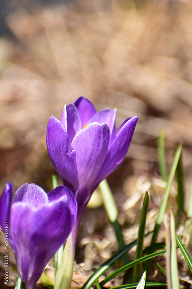 Fototapeta premium 朝の庭のクロッカス