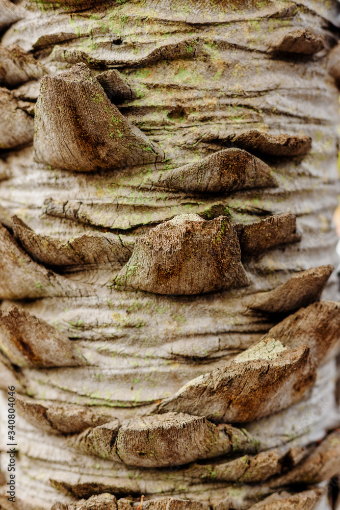 Fotografie Macro closeup of palm tree trunk texture