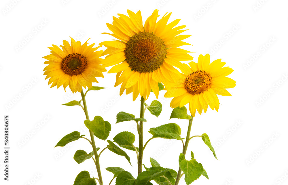 sunflower flower isolated sunflower flower isolated