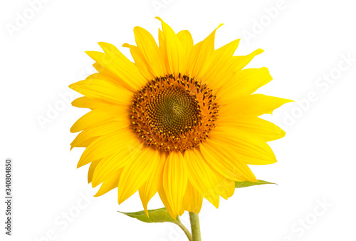 sunflower flower isolated