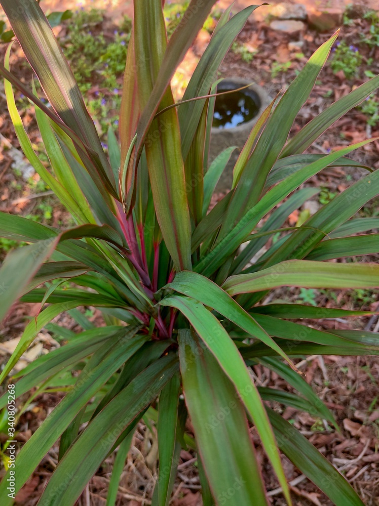 Obraz premium Flowers