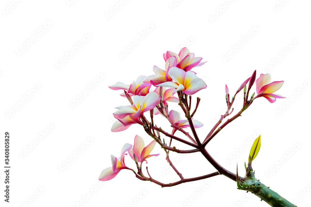 plumeria flower on white background