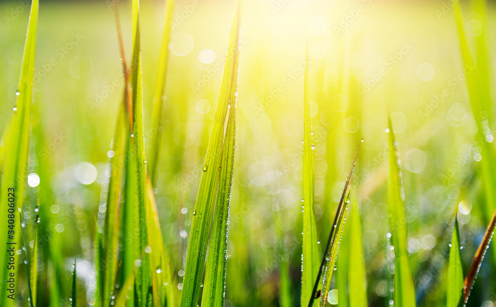 Obraz premium dew drop on dreen grass