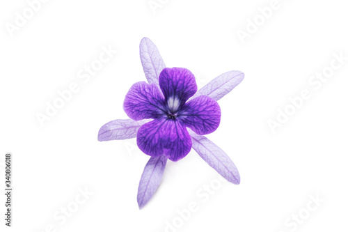 Beautiful  Single flower Close up of  purple wreath vine  Petrea Volubilis  or queen s wreath vine flower Isolated on white background
