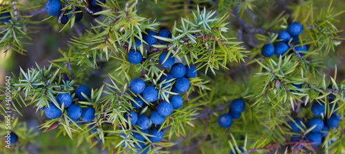 Blue Juniper berries on a tree
