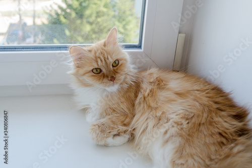 red fluffy cat lies by the window