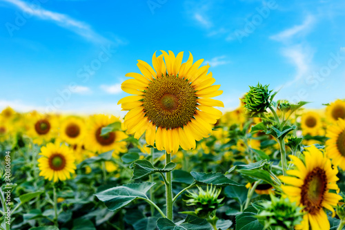 Sunflower field with blue sky background