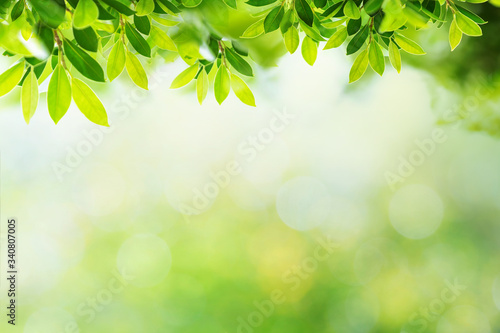 Green leave with green bokeh background © sumroeng