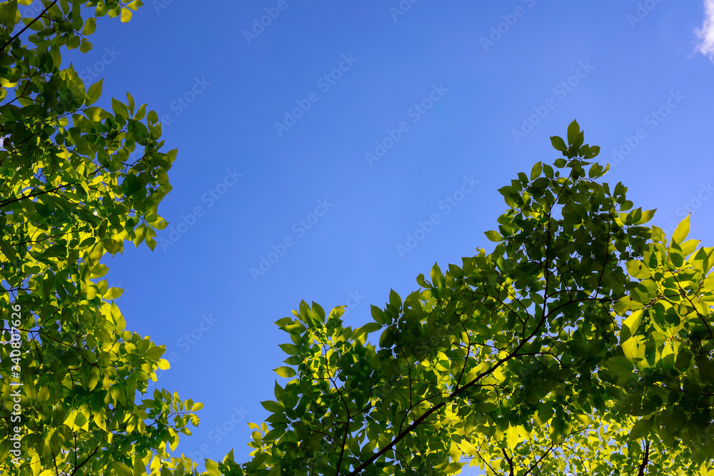 파란 하늘과 나무