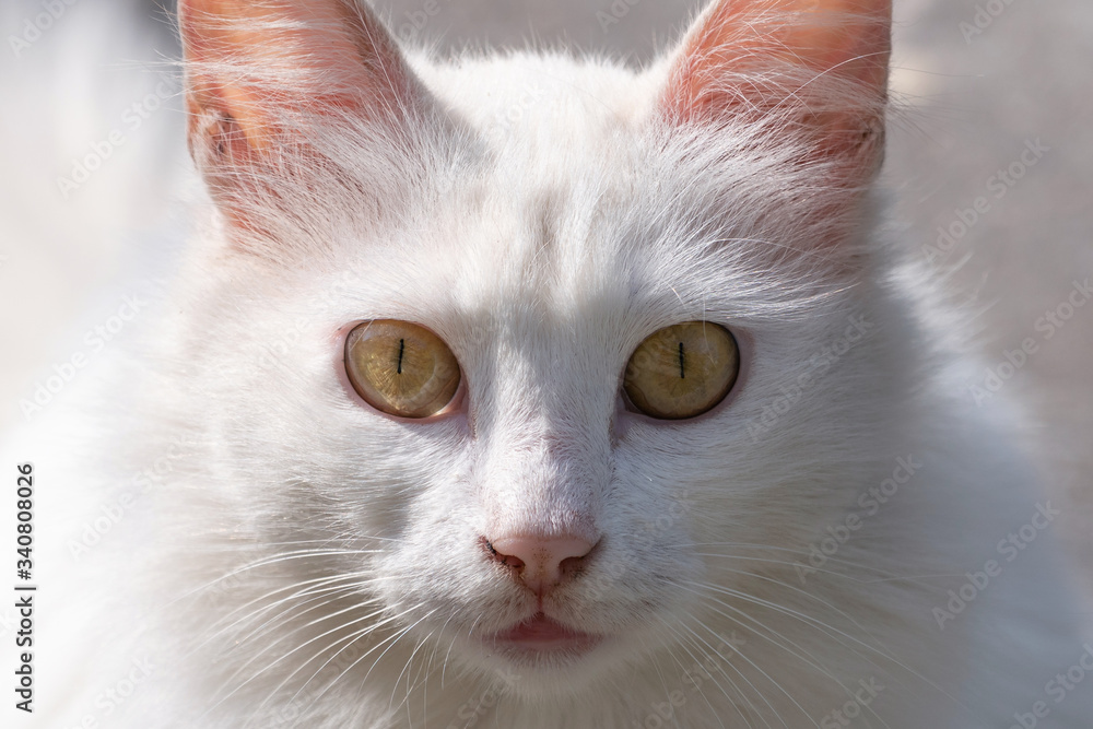 Cute white cat face, portrait
