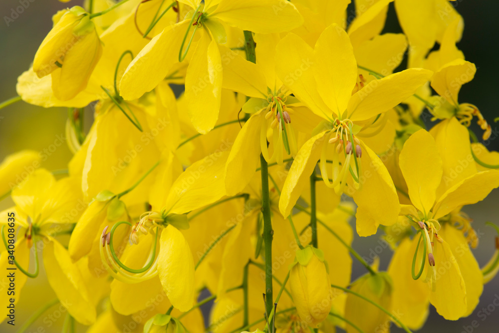 Obraz premium Multiply yellow flowers, summer, Thailand