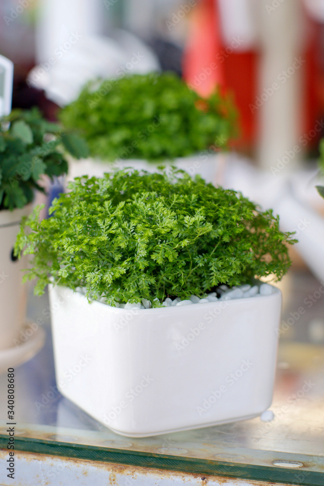 Fototapeta premium fresh herbs in a bowl