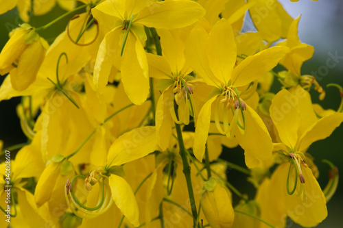 Wallpaper Mural Multiply yellow flowers, summer, Thailand Torontodigital.ca