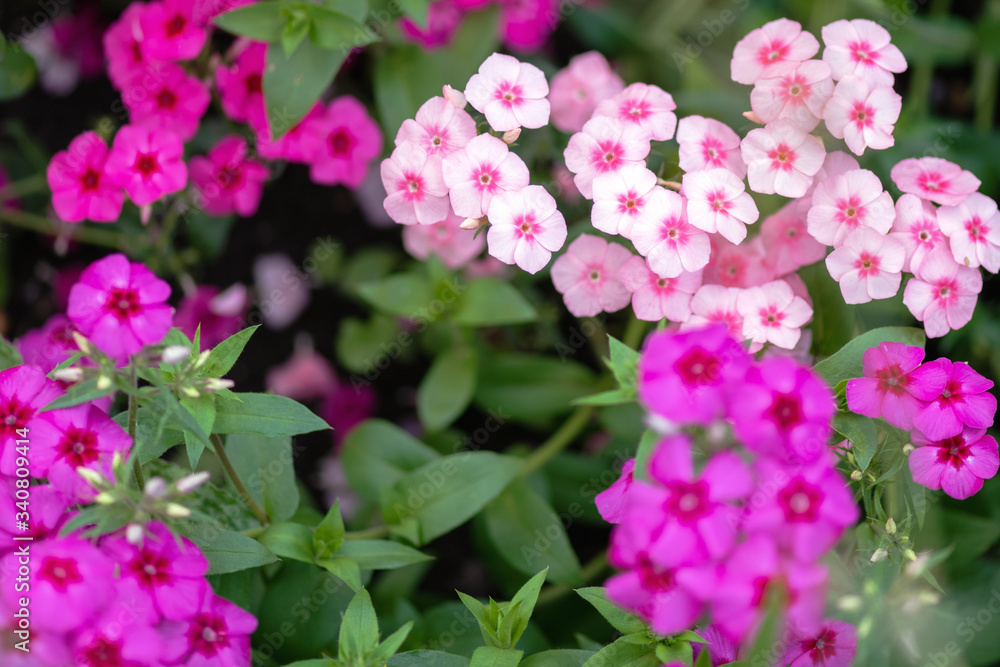 Phloxes. Colorful Phlox flowers on a garden bed, top view. Phloxes. Colorful Phlox flowers on a garden bed, top view.