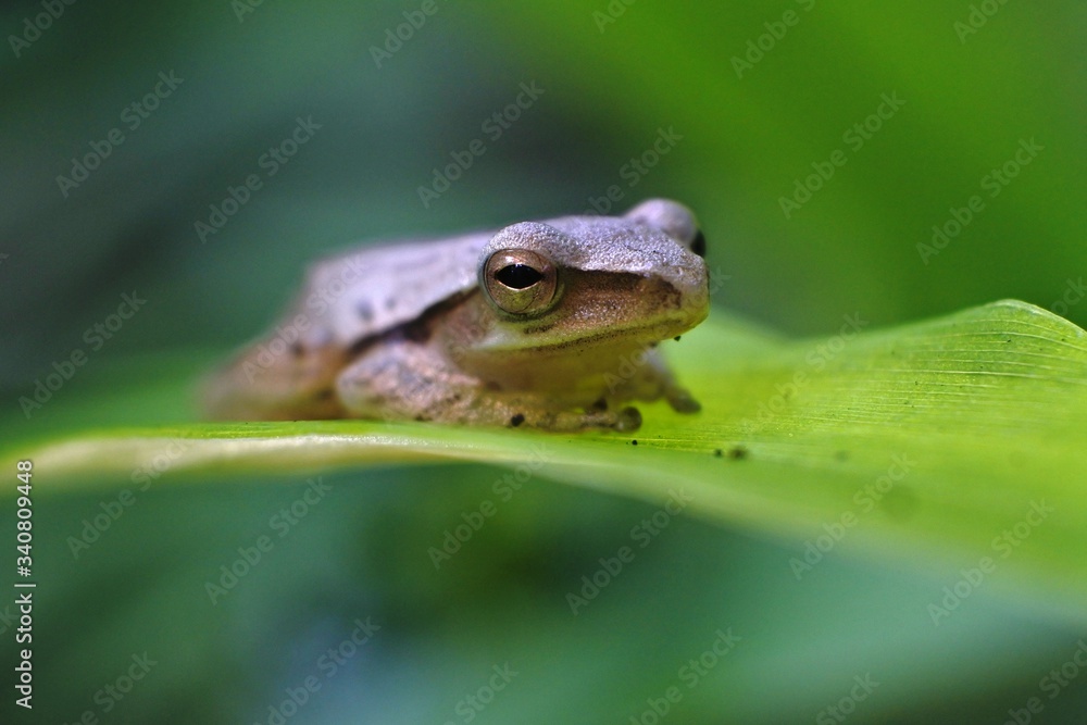 frog is an insect-eating amphibian that lives in fresh water or on land. features a slippery frog, brownish, longer hind legs, good at jumping and swimming frog is an insect-eating amphibian that lives in fresh water or on land. features a slippery frog, brownish, longer hind legs, good at jumping and swimming
