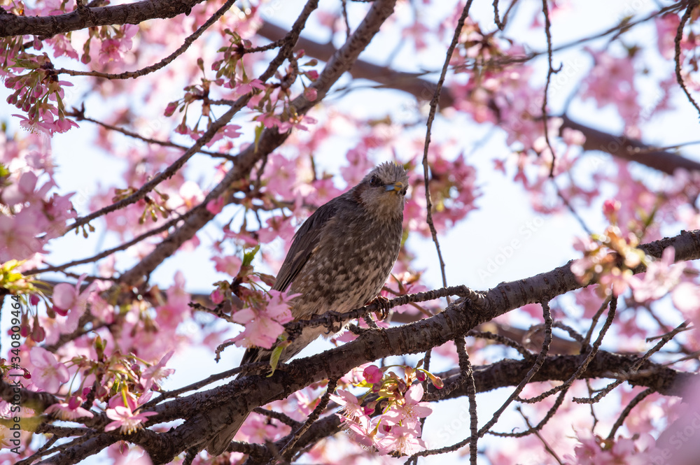 桜とヒヨドリ 桜とヒヨドリ