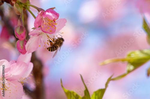 桜とハチ