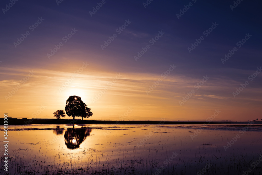 silhouette tree with sunset sky background