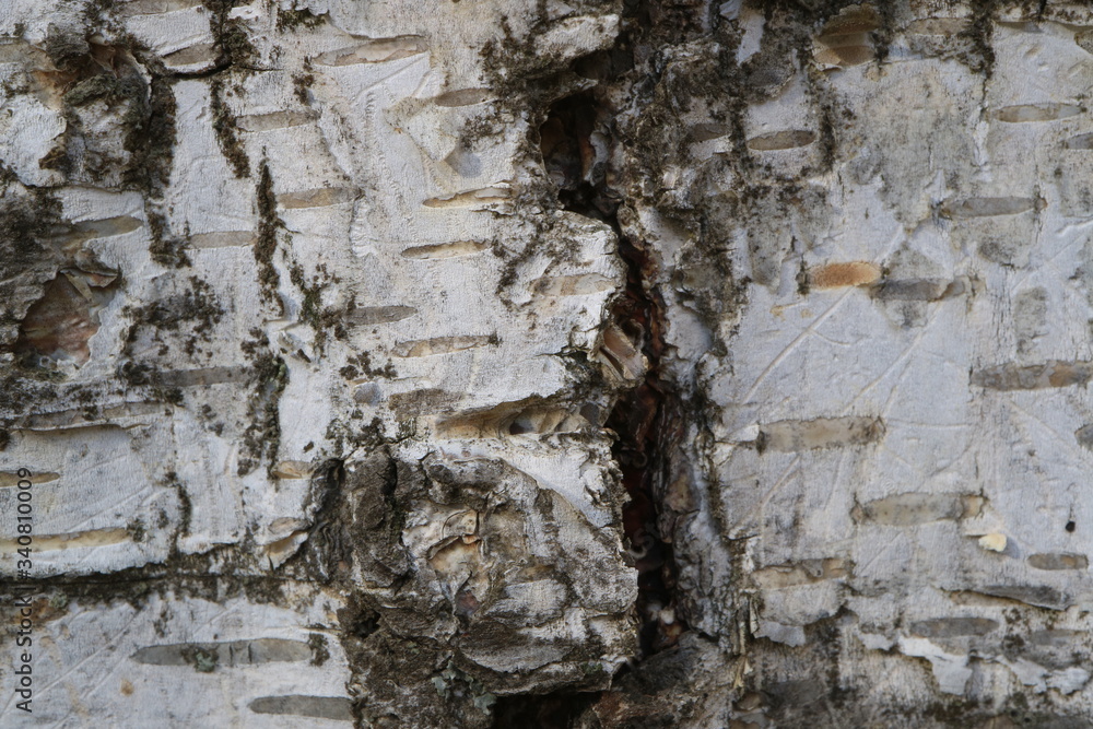 Tree bark. Wood moss. Abstract background. Macro. Tree bark. Wood moss. Abstract background. Macro.