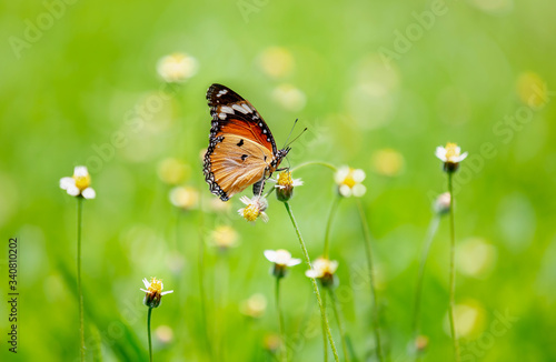 beautiful butterfly on flower © sumroeng