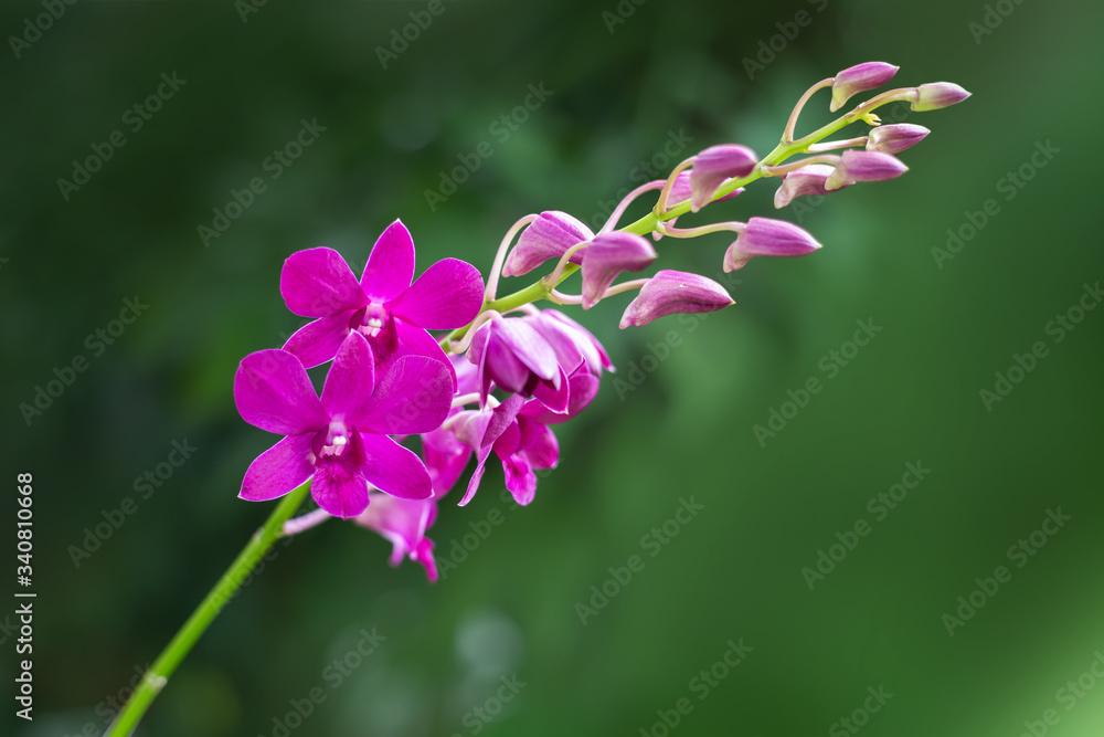 pink orchid with green nature background pink orchid with green nature background
