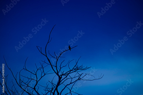 Silhouette small bird on branch