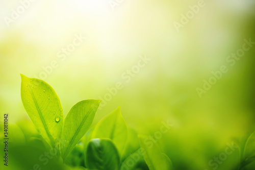 Green leafves with water drop in garden , Natural green plants landscape using as a background