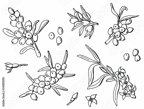 Black and white set of sea buckthorn berries. Line art. Stock illustration. White background, isolate.