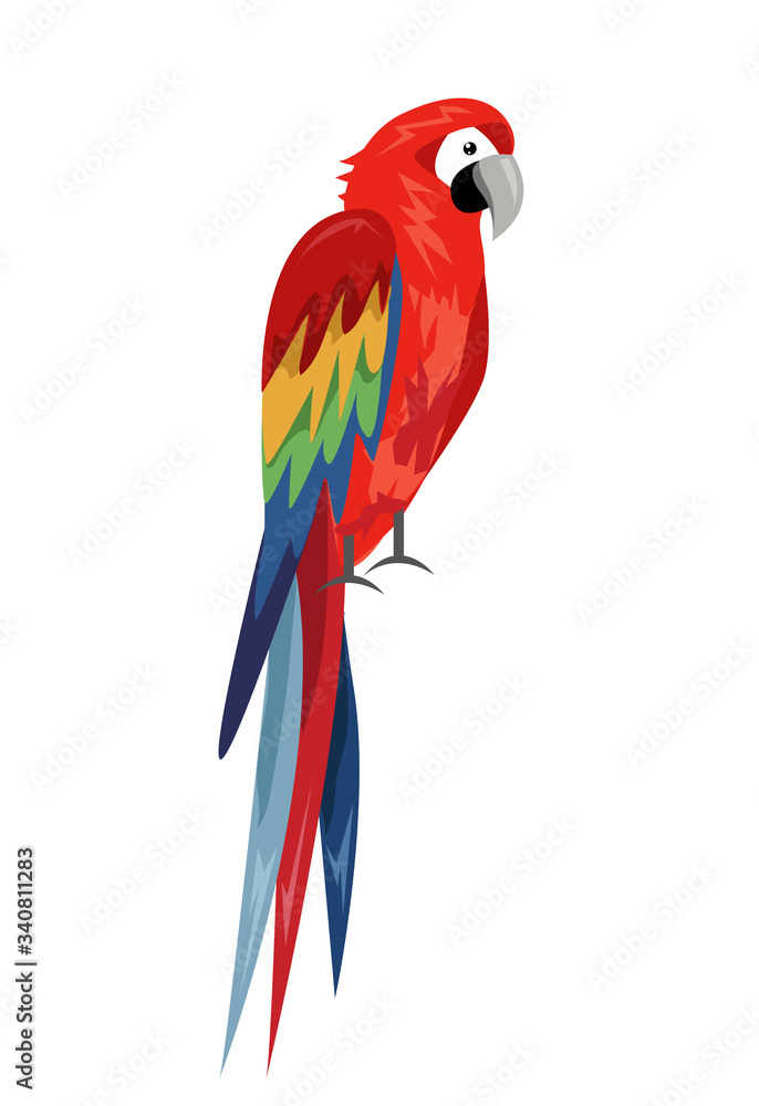 Fototapeta premium Colored parrot ,cartoon bird design