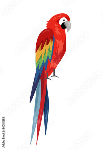 Colored parrot ,cartoon bird design