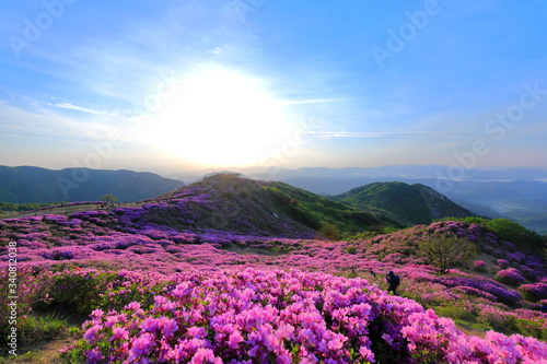 철쭉꽃이 핀 아름다운 풍경