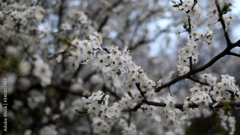 Blooming spring garden on a sunny day. Branches of flowering trees sway in the wind. Real time full hd video footage. Blooming spring garden on a sunny day. Branches of flowering trees sway in the wind. Real time full hd video footage.