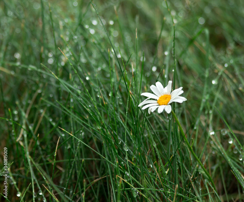daisy flower in grass