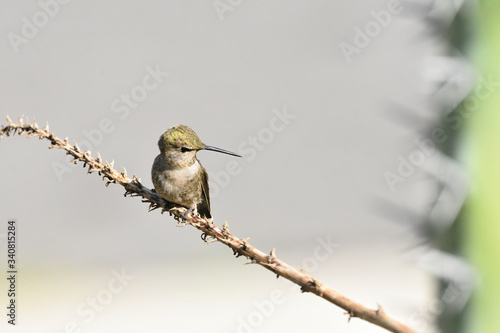 baby hummingbird photo