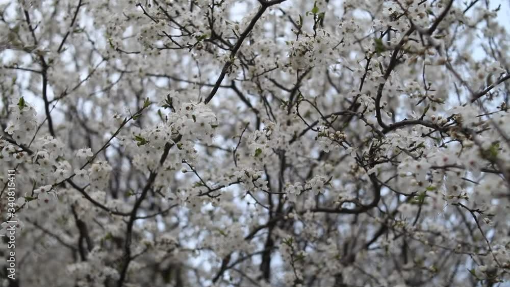 Blooming spring garden on a sunny day. Branches of flowering trees sway in the wind. Real time full hd video footage. Blooming spring garden on a sunny day. Branches of flowering trees sway in the wind. Real time full hd video footage.