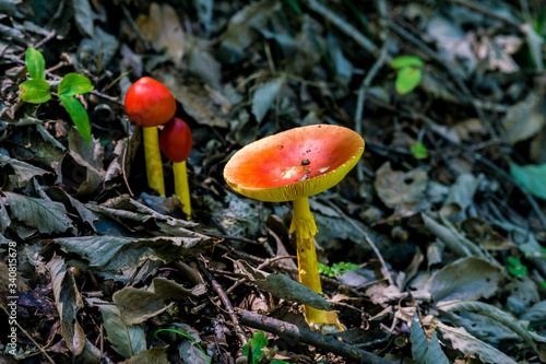 Amanita caesareoides at forest in Japan