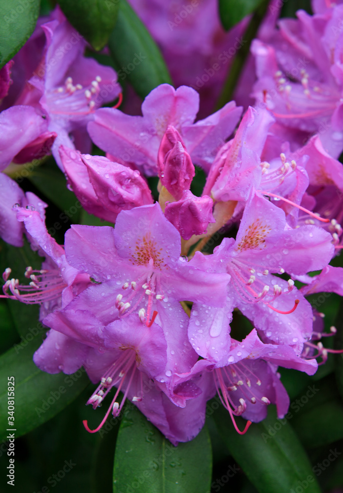 Beautiful pink Rhododendron . Beautiful pink Rhododendron .