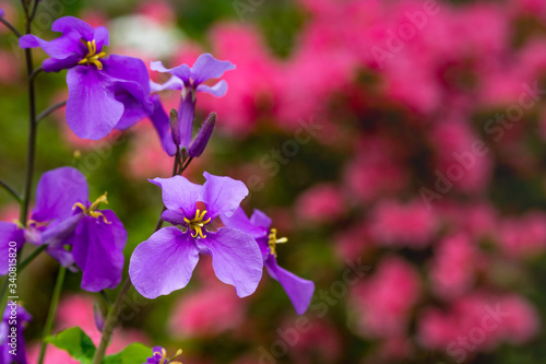 Chinese violet cress