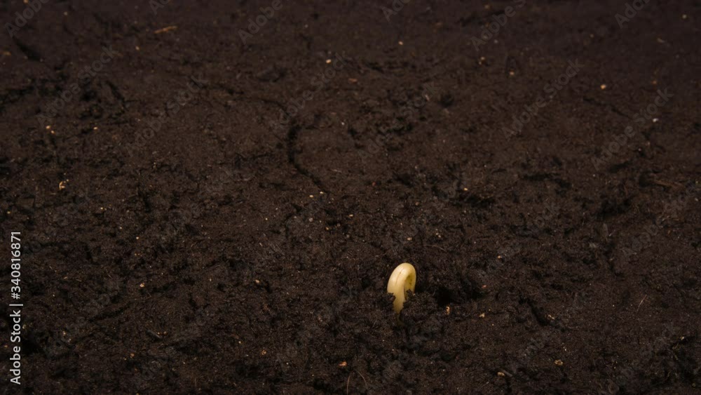 Growing kidney bean time-lapse with roots in the ground
Growing kidney bean time-lapse with roots in the ground
