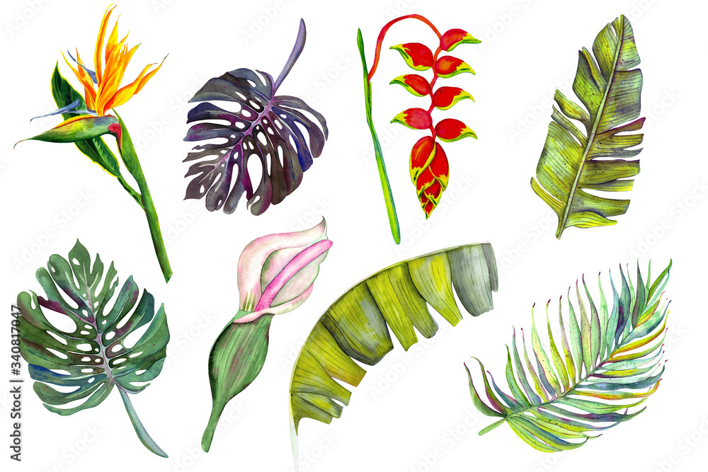 Set of tropical flowers and leaves. Heliconia, calla, strelitzia, banana, monstera, palm, calla. isolated on white watercolor.