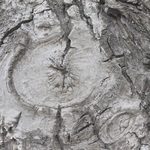 tree bark in the Park is an old tree, a beautiful natural