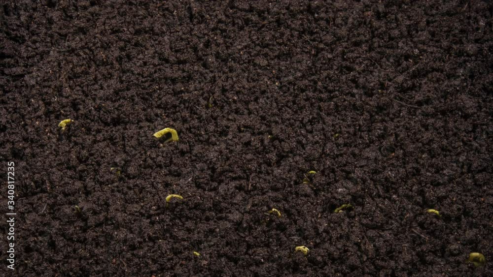 multiple growing kidney beans from the ground multiple growing kidney beans from the ground