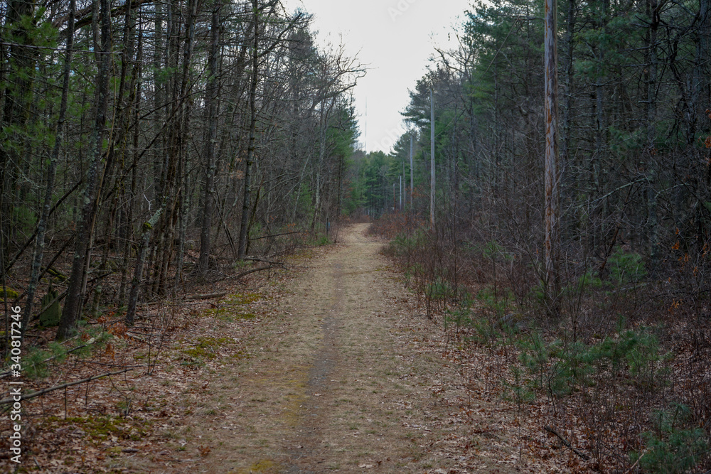 Fototapeta premium road in the woods