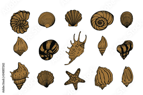 Seashells and starfishes vector set. Marine background. Hand drawn illustrations of engraved line. Perfect for greetings, invitations, manufacture wrapping paper, textile, web design.