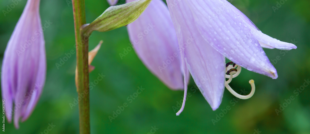 The bellflowers close up.