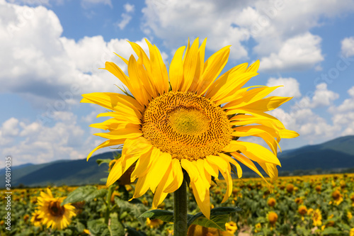 Beautiful sunflowers in a sunny day